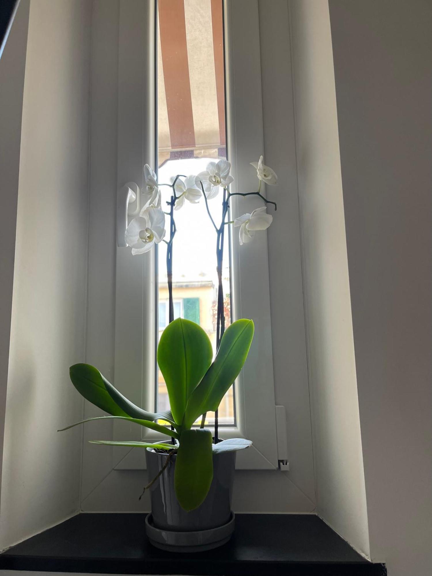 Casa Ideale Appartamento *
